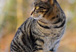 pet-sitting-640x480-13879582.jpeg