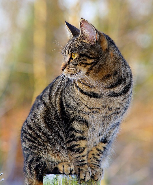 pet-sitting-640x480-13879582.jpeg