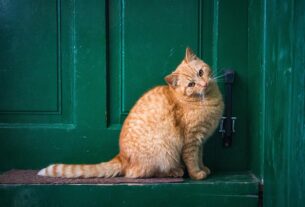 pet-sitting-640x480-59370116.jpeg