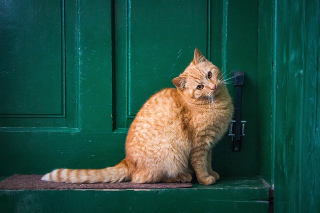 pet-sitting-640x480-59370116.jpeg
