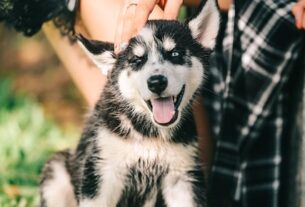 pet-sitting-640x480-61288318.jpeg