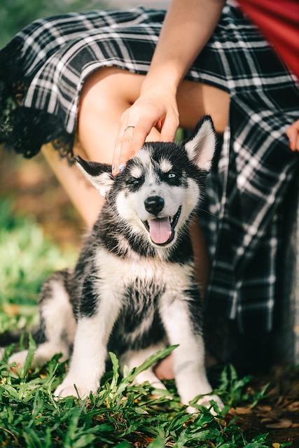 pet-sitting-640x480-61288318.jpeg