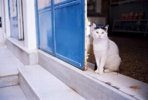 pet-sitting-640x480-73351333.jpeg