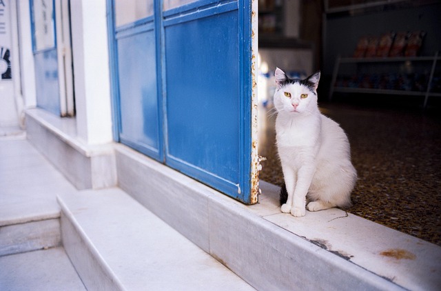 pet-sitting-640x480-73351333.jpeg