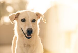 pet-sitting-640x480-76488989.jpeg