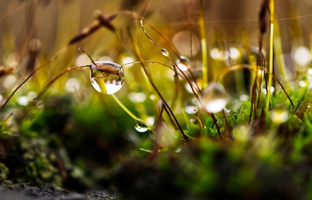 lawn-care-640x480-47739440.jpeg