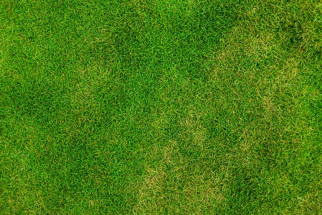 lawn-care-640x480-85511910.jpeg