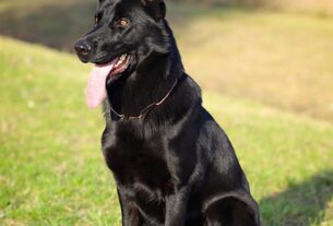 pet-sitting-640x480-38060002.jpeg