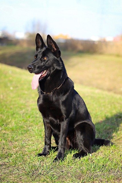pet-sitting-640x480-38060002.jpeg