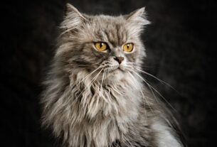 pet-sitting-640x480-39055457.jpeg