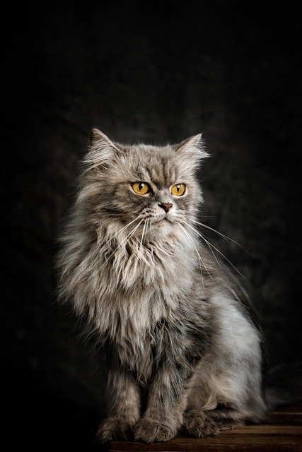 pet-sitting-640x480-39055457.jpeg
