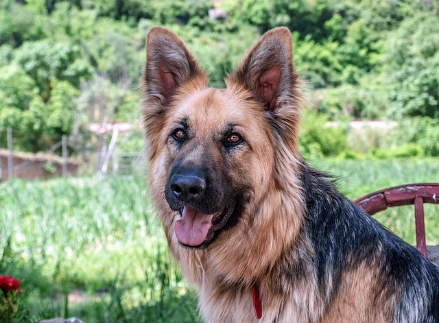 pet-sitting-640x480-53106896.jpeg