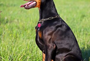 pet-sitting-640x480-72082978.jpeg