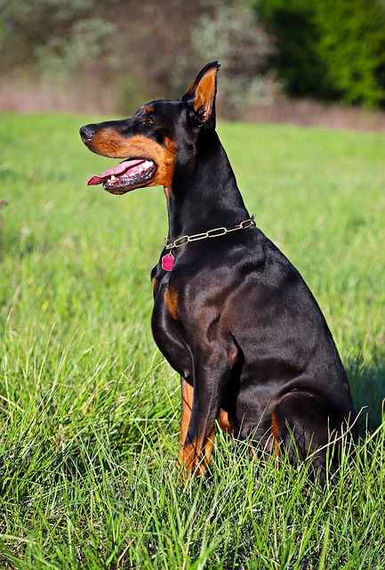 pet-sitting-640x480-72082978.jpeg
