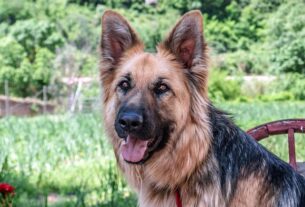 pet-sitting-640x480-79759470.jpeg